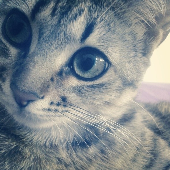 10297756_710335759022684_3859905041113242520_n