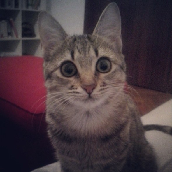 1497708_616381875084740_672168460_n